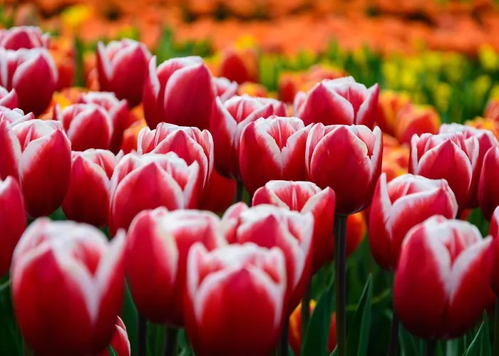 Hotel&bar Royal Taste Hotel *